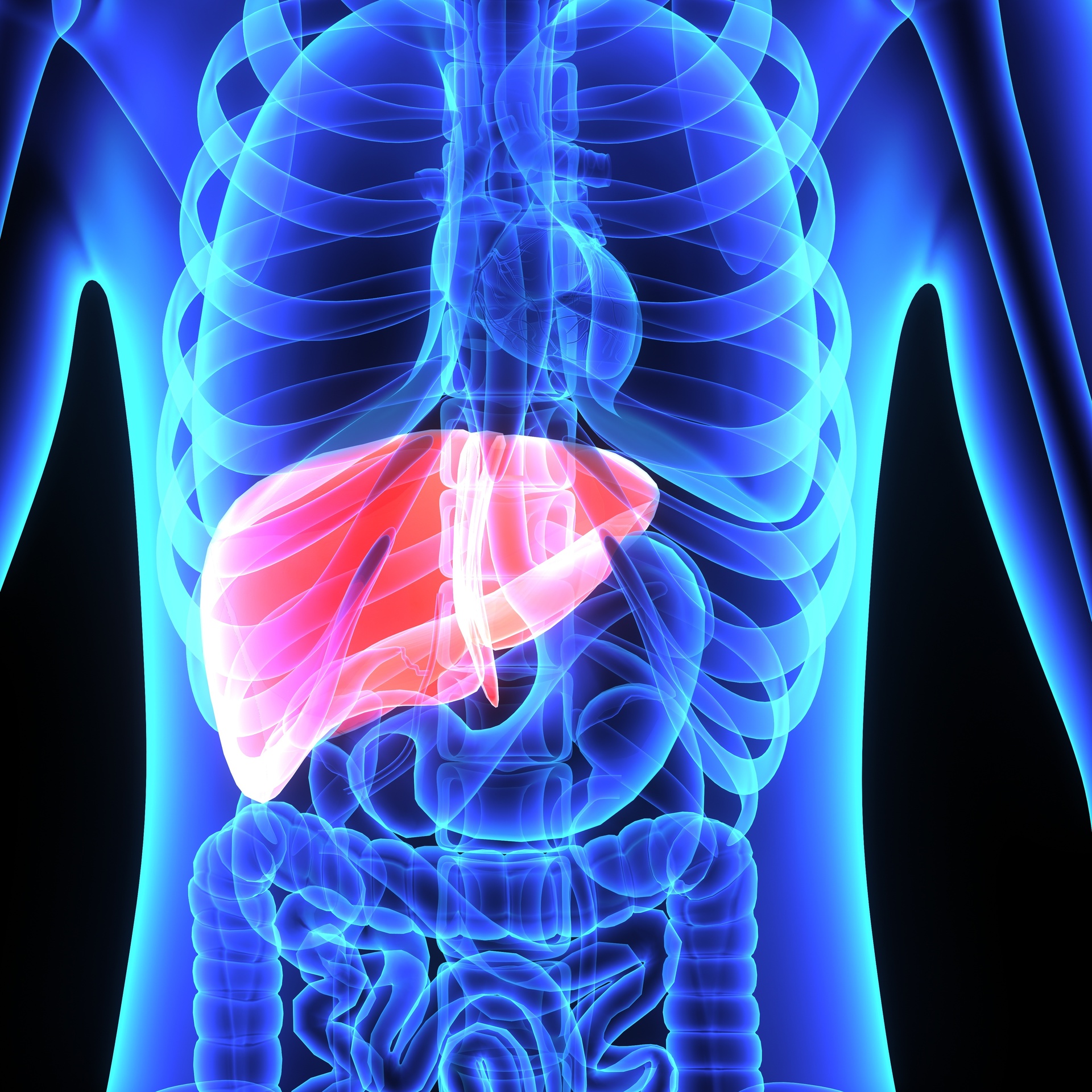 The Human Liver | Liver Health - Pooler GA 