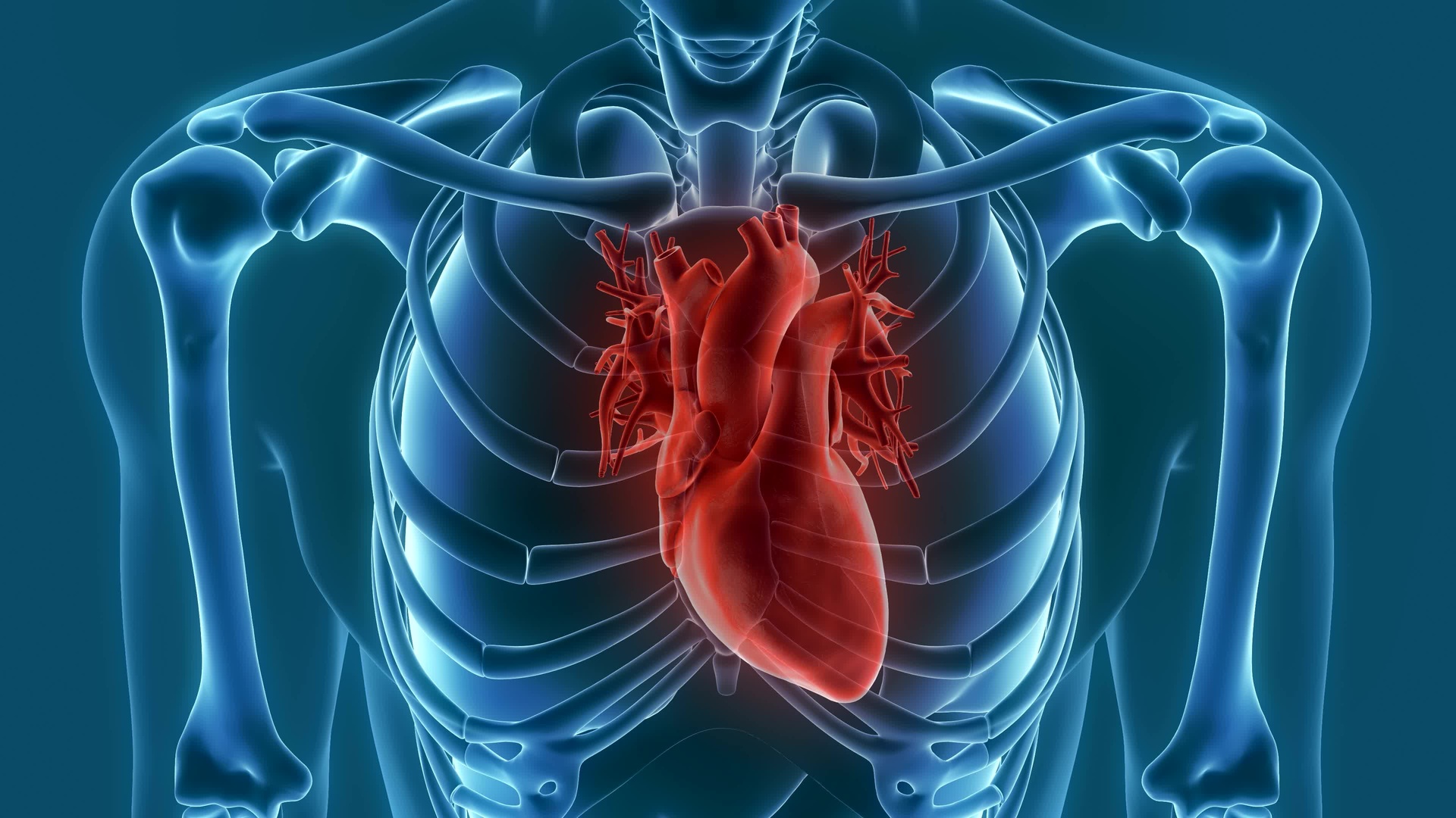Heart & Arteries 